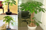 5 loại cây cảnh 'ăn tiền thiên hạ', chủ nhà đặt ở phòng khách thì tài lộc cực đỉnh, Shbet16 chơi game trực tuyến lên hương