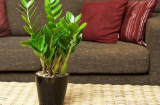 5 cây cảnh phong thủy hút lộc, ăn tiền, giúp dân văn phòng vượng đường thăng tiến, tiền về đầy túi