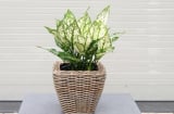 5 loại cây cảnh chiêu tài, hút lộc, chủ nhà đặt ở phòng khách, hậu vận phú quý đầy tay