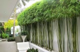 Trong nhà trồng 4 loại cây này, con cháu làm ăn thuận lợi, phú quý bình an