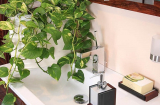 7 loại cây cảnh hút ẩm cực tốt, thanh lọc không khí, nhanh nhanh đặt một chậu ở phòng tắm