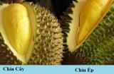 Chọn sầu riêng chỉ cần nhìn đúng 1 điểm: Chín tự nhiên, cơm ngon ngọt, không hề bị sượng
