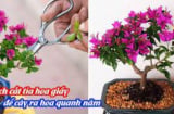 Hoa giấy tưới nước nhiều là sai: Làm theo cách này, hoa nở rộ đúng dịp Tết, cành xanh lá quanh năm