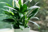 7 loại cây cảnh chưng ở phòng khách ắt vượng phu ích tử, tiền vào như nước sông Đà