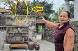 Người xưa dặn rồi: Nghèo cũng đừng chặt 3 cây này, con cháu về sau hưởng đại phúc, đó là cây gì?