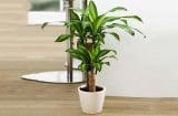 5 cây phong thủy mang về tài lộc, trồng 1 cây trong văn phòng từ giờ đến cuối năm làm ăn phất phát