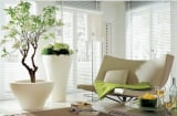 Chọn đúng vị trí đặt cây cảnh trong nhà để cầu được ước thấy, của nả chất đầy nhà