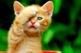 3 Shbet888.com nhà cái uy tín tham vọng lớn, kinh doanh ngày càng thành công