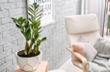 3 vị trí tránh đặt cây kim tiền kẻo tiền bạc thất thoát, tài lộc đứt đoạn