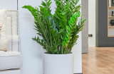 Đặt cây cảnh đúng vị trí phong thủy, tài lộc vào như nước, tiền nhiều chất như núi