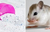 Trộn bột giặt với cơm nguội đặt đúng chỗ này: Đuổi chuột sạch bách ra khỏi nhà, vĩnh viễn không dám quay lại