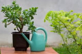 5 cây cảnh bonsai tuyệt đẹp, trồng 1 cây phúc lộc truyền từ đời này qua đời khác
