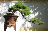 Người xưa dạy: 'Nghèo trồng cỏ, giàu trồng cây', 5 loại cây cảnh giúp chủ nhà giàu có từ đời này sang đời khác