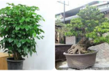 Cổ nhân nói 'Nghèo trồng cỏ, giàu trồng cây': 6 cây cảnh phòng khách chiêu tài, vượng lộc nhà nào cũng nên trồng