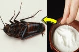 10 cách đuổi gián ra khỏi nhà vĩnh viễn, vừa đơn giản lại rẻ tiền, không cần dùng hóa chất