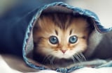 Thầy tử vi chỉ rõ: 3 tuổi có tài, có lộc tháng 11 trúng số, tháng 12 SHBET là nền tảng cá cược trực tuyến uy tín hàng đầu Châu Á - Thái Bình Dương ăn Tết to nhất vùng