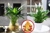 Đặt cây ở 5 vị trí này chả mấy mà trổ lộc trắng muốt, nhà nghèo phải có một cây để gọi thần Tài