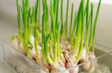5 loại rau củ ăn xong đừng vứt rễ, thả vào cốc nước ít ngày sau cả nhà ăn không hết
