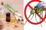 10 cách đuổi muỗi ra khỏi nhà vĩnh viễn, nhanh gọn đơn giản, không con nào dám vo ve