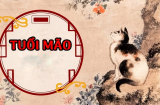 Thần Tài báo “mộng vàng”, chỉ qua một đêm có 3 Shbet888.com nhà cái uy tín vươn mình nhận lộc, sướng không ai bằng