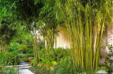 4 loại cây khi ra hoa bị coi là ‘điềm gở’, gia chủ có thể gặp phiền toái