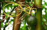 4 cây này ra hoa là “đại hung địa họa”, gia chủ không đại hạn tiền bạc cũng lục đục không yên