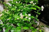 4 loại hoa đặt trong nhà sẽ hết bệnh vặt, nhà thơm ngát hương chẳng cần nước hoa