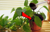 Cây trầu bà cực 'thích' 1 loại nước: Cứ cho uống đều đặn, chồi và rễ đua nhau mọc, lá to bằng bàn tay