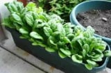 Trồng 4 loại rau trên ban công, nửa tháng là rau lớn đầy chậu, cả nhà ăn không hết