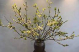 Cắm cành hoa mận cứ thả vài viên này vào nước, hoa nở rộ, tươi đẹp suốt Tết