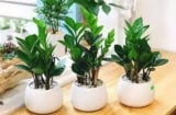 6 cây phong thủy 'hút tiền', đặt trong nhà là tài lộc về như 'thác đổ', từ nay đến Tết trồng ắt đổi vận