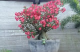 4 cây cảnh có sức sống mãnh liệt, trồng 1 cây phúc lộc truyền từ đời này qua đời khác