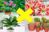 5 loại cây hút cạn tiền tài, trồng trong nhà chỉ thêm đen đủi, Thần tài quay bước bỏ đi