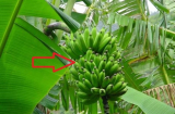 Tổ tiên dạy chẳng thừa: '4 cây trồng trước nhà không tai họa cũng bại vong, trồng sau nhà trấn giữ của cải'
