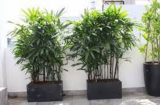 6 loại cây biểu tượng của Phúc- Lộc- Thọ, từ nay đến Tết trồng trước cửa, tiền tài về không đếm xuể
