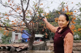 Nghèo cũng đừng chặt 3 cây này, con cháu về sau hưởng đại phúc, đó là cây nào?