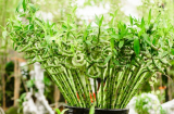 Ý nghĩa số lượng cây phát tài phát lộc: Trồng mấy cây thì phú quý đầy nhà?