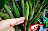 Cây kim tiền thích 'ăn' 3 thứ này, cứ vùi vào chậu là chồi non đua nhau mọc kín chậu
