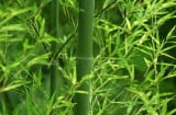 Các cụ dặn: '4 cây trồng trước cửa nhà nghèo không ngóc được đầu lên, trồng sau nhà tiền bạc ùn ùn kéo đến'