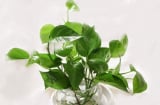 5 cây cảnh thủy canh đẹp long lanh, hút tài lộc, giúp gia chủ làm ăn hốt vàng hốt bạc