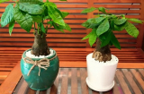Tết đến xuân về, trồng 3 loại cây này trong nhà ắt vượng tài vượng lộc, tiền về như thác lũ