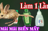 Chuột chạy rầm rầm trên trần nhà, làm ngay cách này là không còn tăm hơi, không hề tốn kém