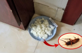 Cơm thừa đừng vội đổ, đem trộn với bột giặt đặt ở góc nhà, gián chạy đi hết