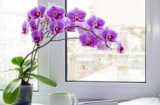Tết Quý Mão, 4 cây cảnh nở hoa là 'cát tường', đón phúc lộc an khang tiền tài tấn tới
