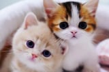 Người xưa dặn kỹ: 8 thứ tránh tặng dịp năm mới để cả năm hanh thông, làm gì cũng thuận lợi