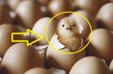 Quả trứng có trước hay con gà có trước: Đây chính là câu trả lời chính xác nhất