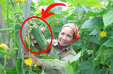 Mua dưa chuột người thích quả thẳng người lại muốn quả cong, người trồng nói: Có 1 điểm này là ngon nhất