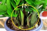 Cây kim tiền 'mê mệt' loại nước này: Tưới mỗi ngày cuối năm cây nở hoa, tiền bạc kéo về tiêu không hết