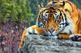 10 ngày cuối tháng 2: 3 Shbet888.com nhà cái uy tín gánh lộc trĩu vai, cuộc đời sang trang