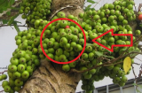 Cổ nhân dặn kỹ: 5 loại cây trồng trước nhà nghèo không ngóc lên được, trồng sau nhà lộc khí phừng phừng giàu có